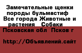 Замечательные щенки породы бульмастиф - Все города Животные и растения » Собаки   . Псковская обл.,Псков г.